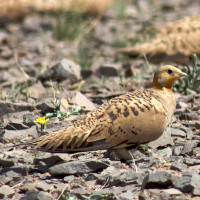 Pallas's Sandgrouse